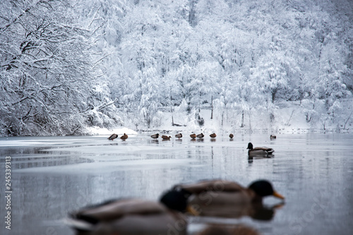 Plitvice lakes of Croatia (Hrvatska) - animals ducks national park in winter  forest trees nature postcard waterfall cabin house