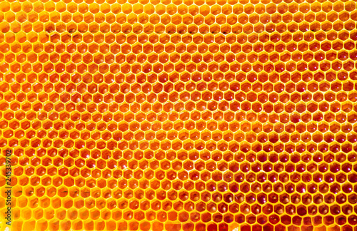 bees work on honeycomb photo