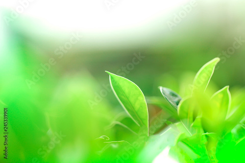 Natural green plants landscape using as a background or wallpaper,Closeup nature view of green leaf in garden at summer under sunlight