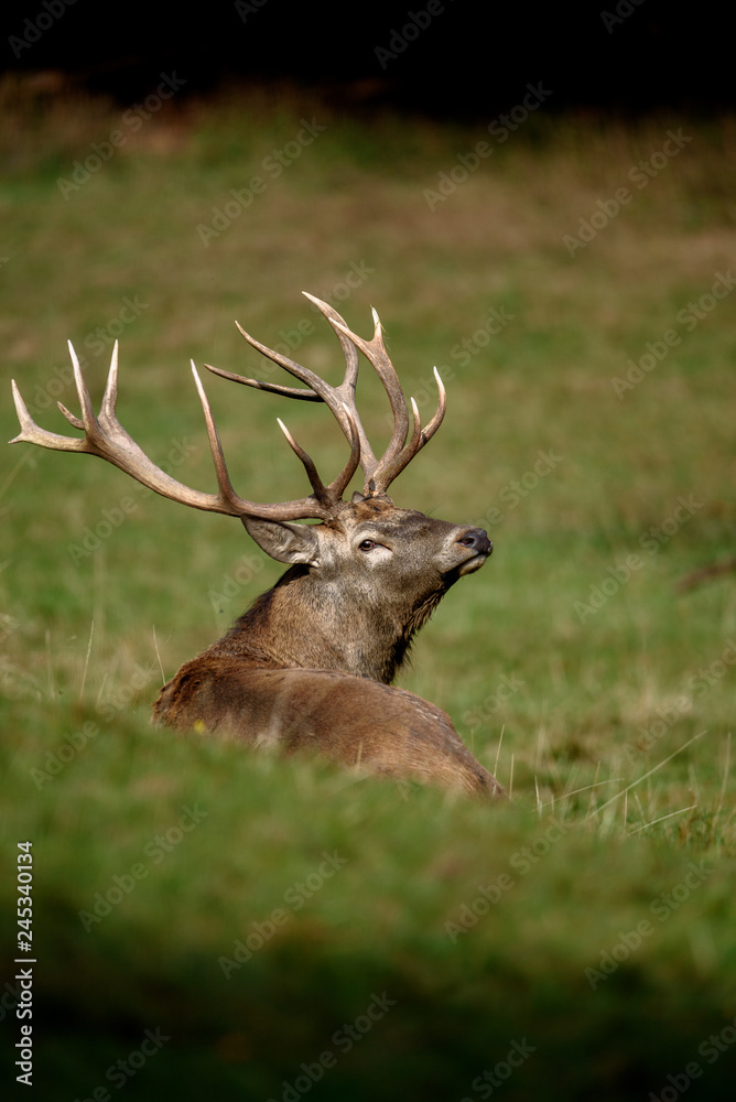 Naklejka premium Prächtiger Rothirsch Bulle mit dreizehn Geweihspitzen in Schmalkalden im Thüriger Wald