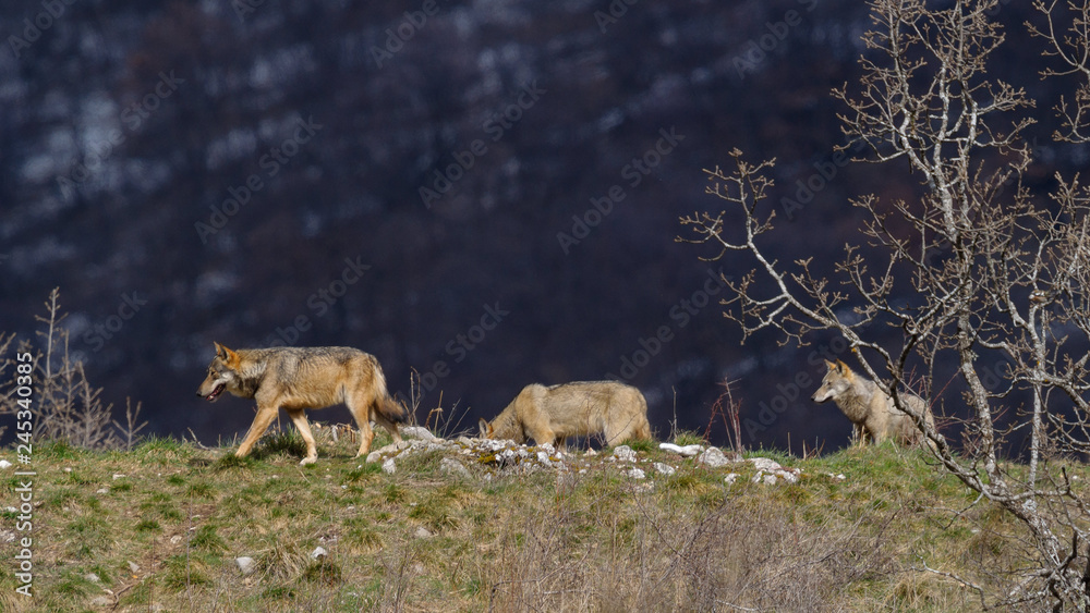 parco nazionale d'abruzzo parco nazionale d'abruzzo