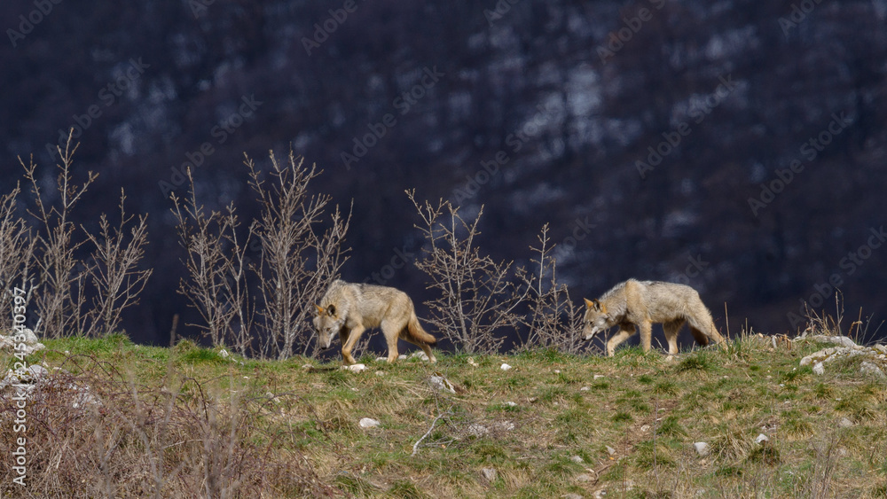 Fototapeta premium parco nazionale d'abruzzo