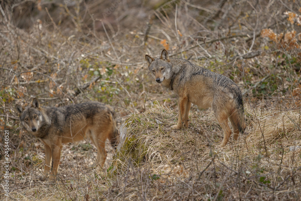 Fototapeta premium parco nazionale d'abruzzo