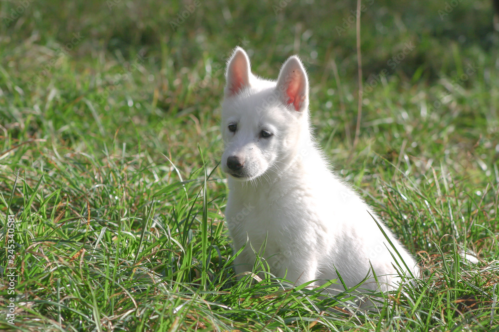 pure white siberian husky puppy
