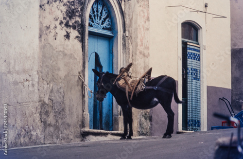 Wallpaper Mural donkey and blue door of the south of Italy Torontodigital.ca