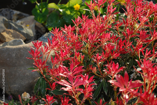 Pieris japonica Flaming Silver evergreen shrub with purple-pink foliage grown in the rock park. 