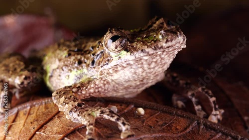 Fringe-lipped Snouted Treefrog (Scinax garbei) On a leaf in the rainforest at night, Ecuador. photo