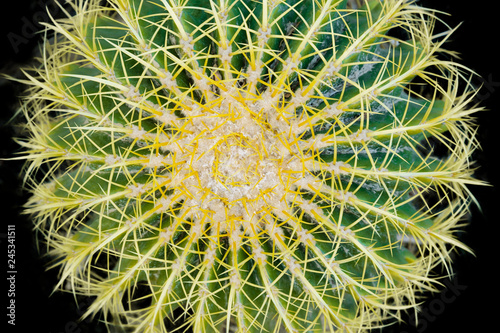 Cactus  closeup top view