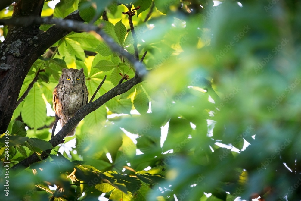 Otus scops. The wild nature of Bulgaria. Free nature. A beautiful picture of nature. Rhodopes. A little bird. Owl on the tree. Mountains in Bulgaria. European wildlife. Madzarovo. River Arda.
