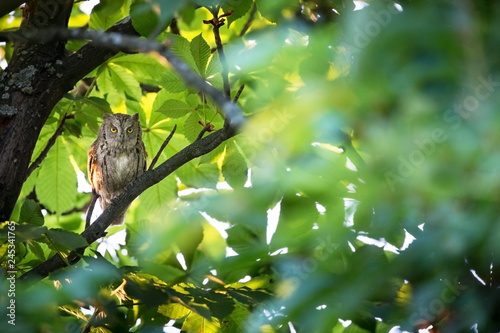 Otus scops. The wild nature of Bulgaria. Free nature. A beautiful picture of nature. Rhodopes. A little bird. Owl on the tree. Mountains in Bulgaria. European wildlife. Madzarovo. River Arda. photo