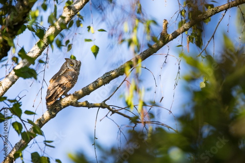 Otus scops. The wild nature of Bulgaria. Free nature. A beautiful picture of nature. Rhodopes. A little bird. Owl on the tree. Mountains in Bulgaria. European wildlife. Madzarovo. River Arda.