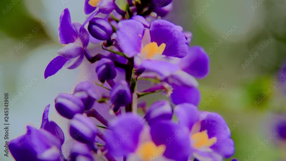 Stingless bee collecting pollen from purple flower and flying off in Rio de Janeiro, Brazil