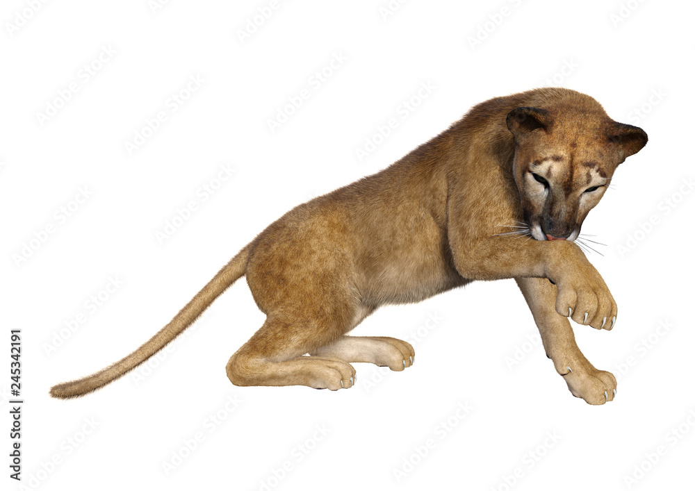 Obraz premium 3D Rendering Big Cat Puma on White