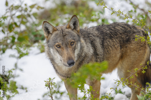 parco nazionale d'abruzzo