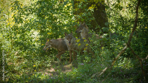 parco nazionale d'abruzzo