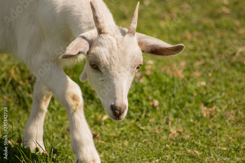 portrait of a goat