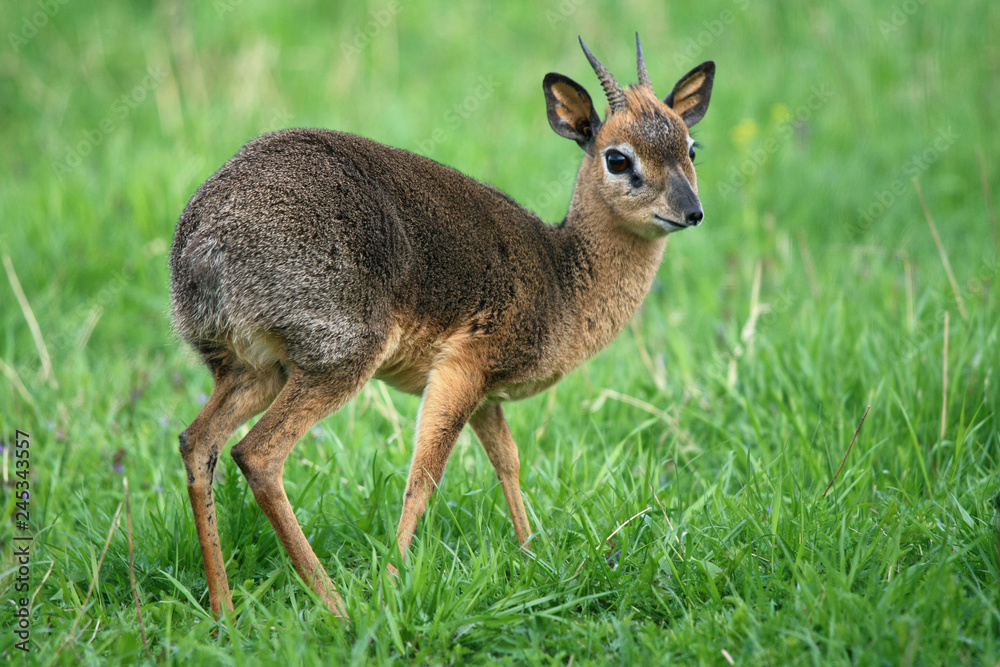 smallest antelope dik-dik on a green meadow
