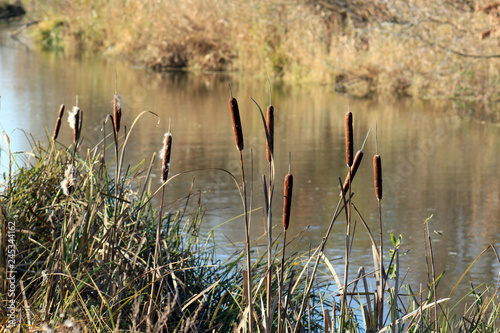 cattail