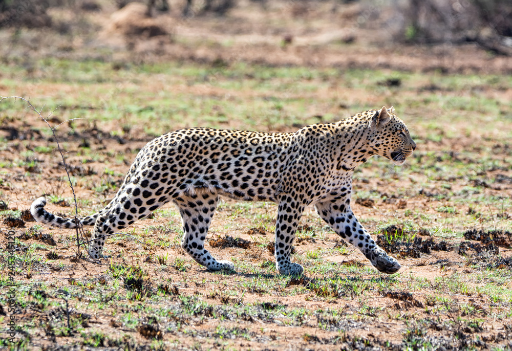 Fototapeta premium Male Leopard