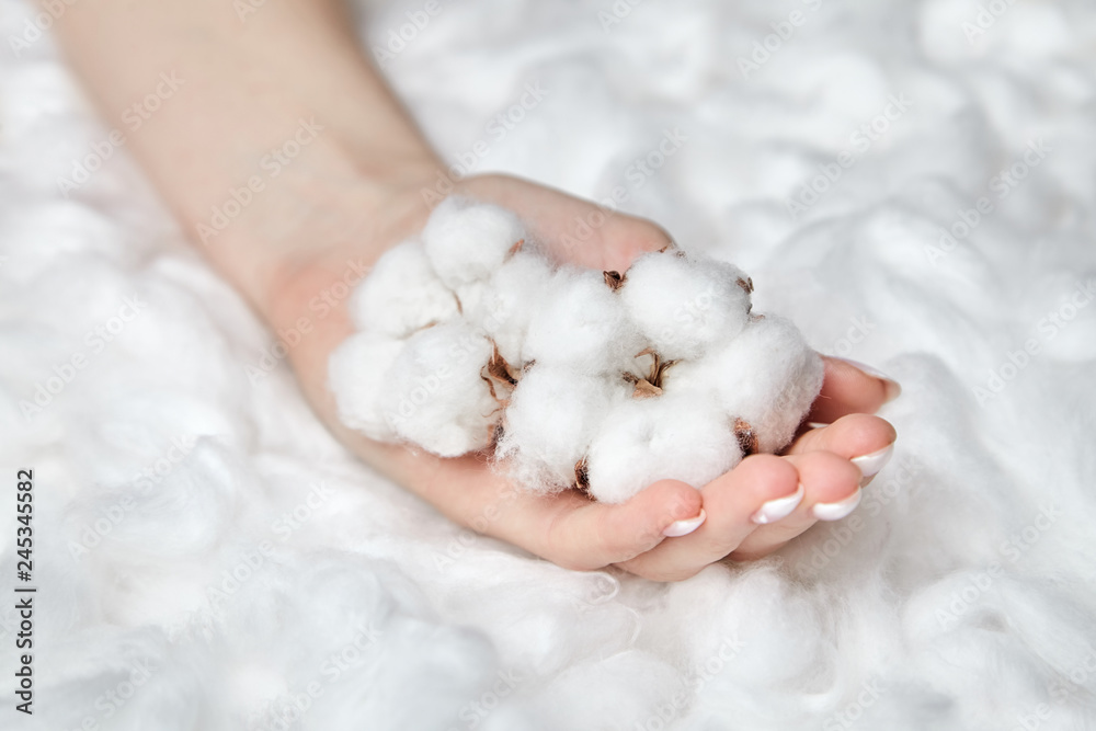 Two natural cotton flowers in a female hand on white fluffy background Two natural cotton flowers in a female hand on white fluffy background