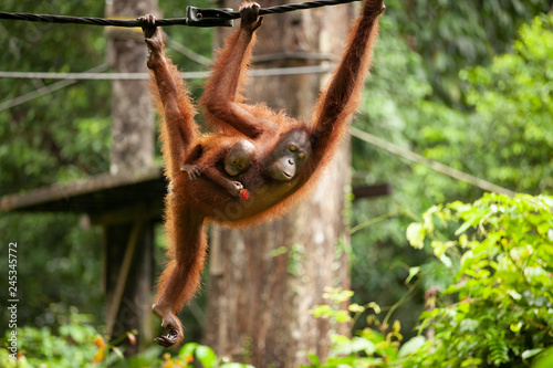 Mother orang-utan and baby