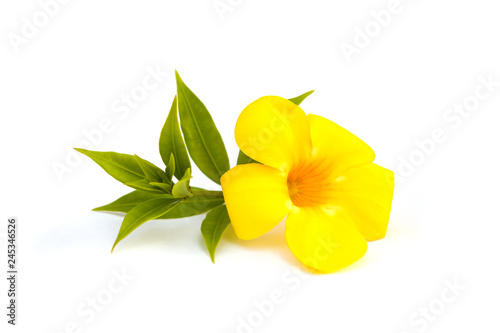 Allamanda or golden trumpet beautiful yellow flower. photo