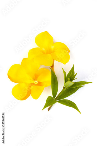 Allamanda or golden trumpet beautiful yellow flower.