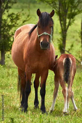 Nice horse family on the pasture © Arpad