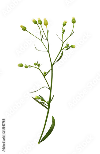 Closeup of wild grass with ...