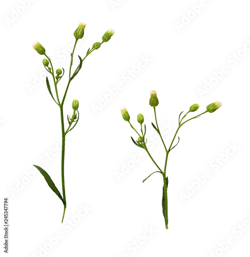 Set of wild grass with smal...
