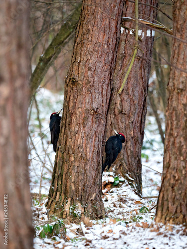 Taniec godowy Dzięcioła czarnego (Dryocopus martius) photo