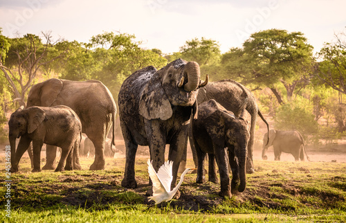 Eine Herde Elefanten beim Trinken und Schlammbad am Chobe River in Botswana, im Vordergrund fliegt ein Kuhreiher auf