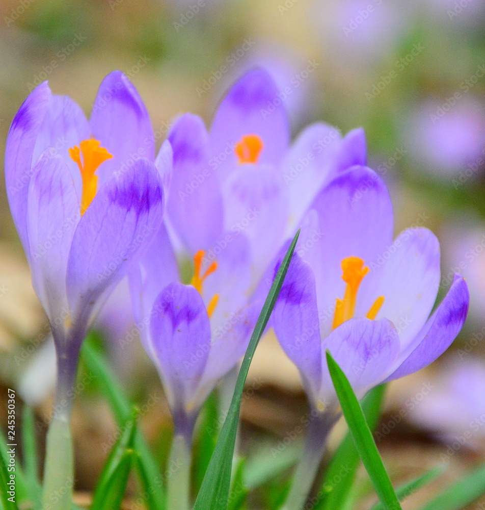 crocus in spring crocus in spring