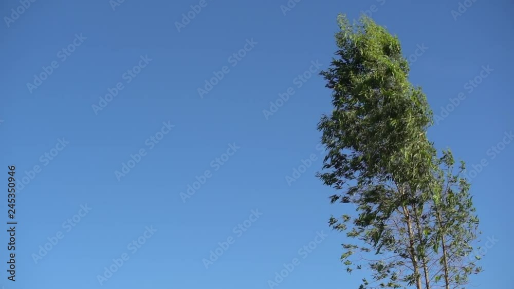 Eucalyptus Trees Blowing in the Wind. Eucalyptus Trees Blowing in the Wind.