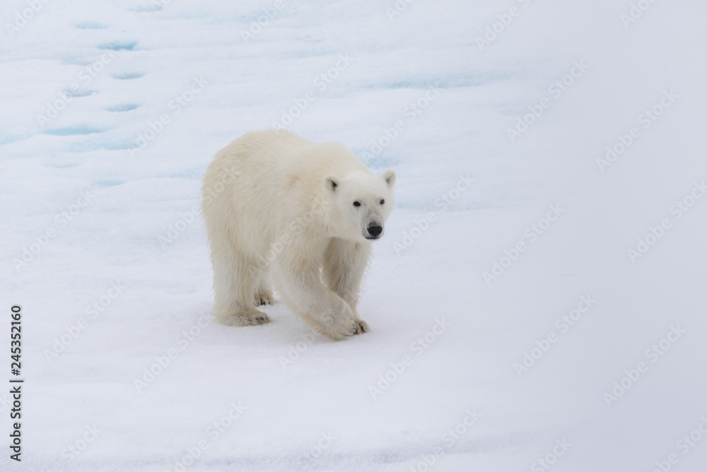 Polar bear (Ursus maritimus) on the pack ice north of Spitsbergen Island, Svalbard