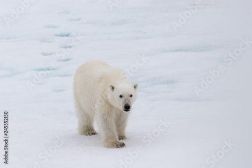 Polar bear (Ursus maritimus) on the pack ice north of Spitsbergen Island, Svalbard