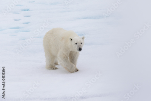 Polar bear (Ursus maritimus) on the pack ice north of Spitsbergen Island, Svalbard