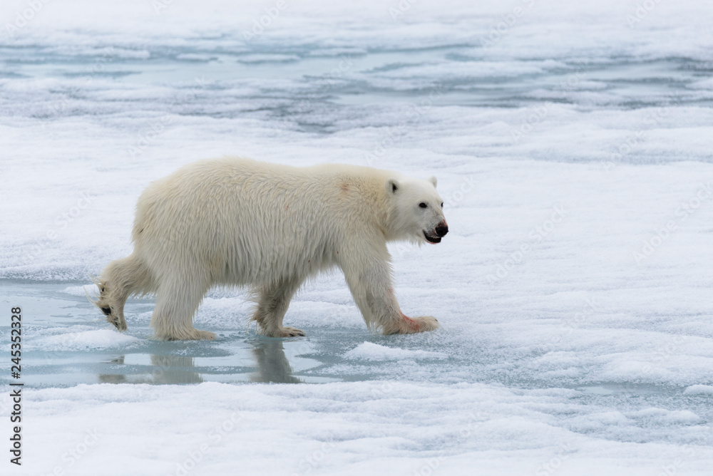Polar bear (Ursus maritimus) going on the pack ice north of Spitsbergen Island, Svalbard