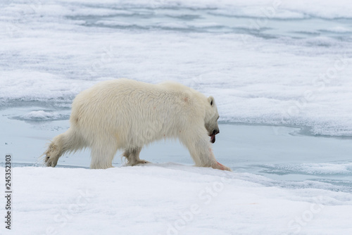 Polar bear (Ursus maritimus) going on the pack ice north of Spitsbergen Island, Svalbard