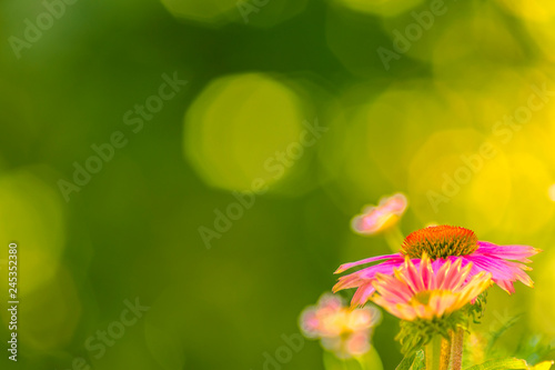Blumenwiese in pink mit Freiraum, Sonnenhut