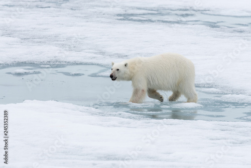 Polar bear (Ursus maritimus) going on the pack ice north of Spitsbergen Island, Svalbard © Alexey Seafarer