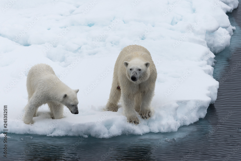 Polar bear (Ursus maritimus) mother and cub on the pack ice, north of Svalbard Arctic Norway Polar bear (Ursus maritimus) mother and cub on the pack ice, north of Svalbard Arctic Norway