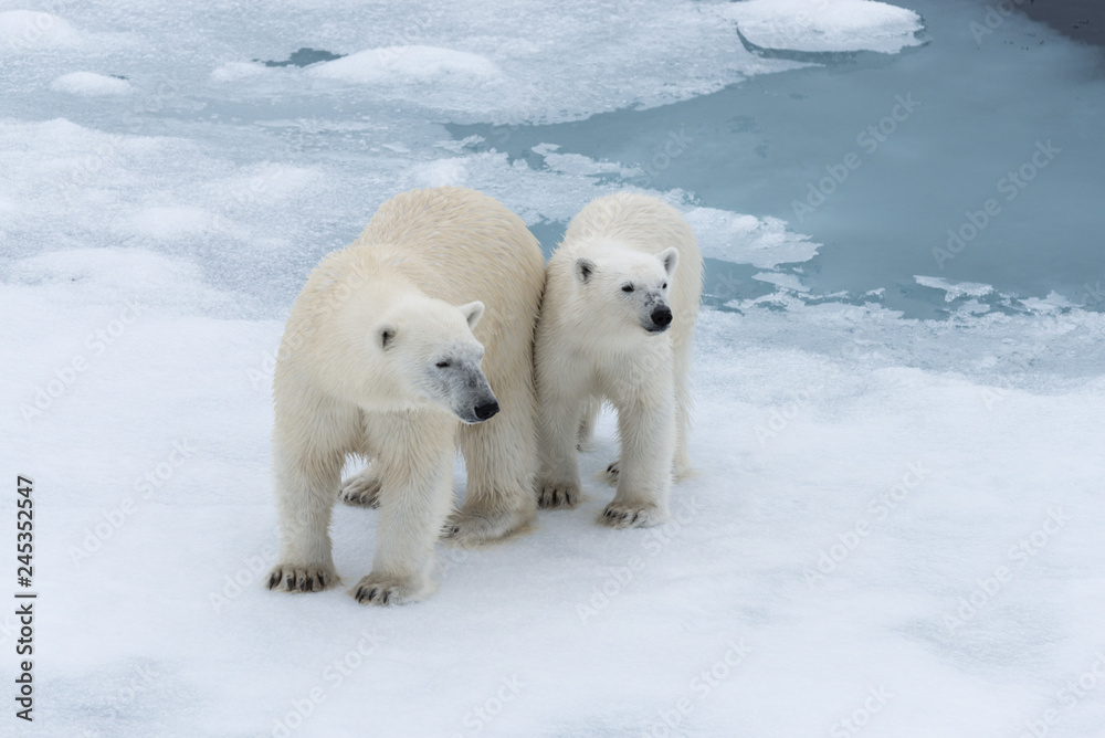 Polar bear (Ursus maritimus) mother and cub on the pack ice, north of Svalbard Arctic Norway Polar bear (Ursus maritimus) mother and cub on the pack ice, north of Svalbard Arctic Norway