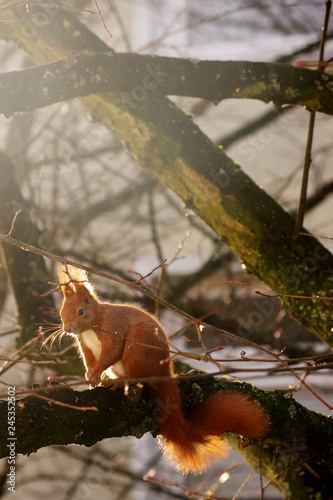 Rotes Eichhörnchen auf einem Baum, sitzend, Hamburg, Deutschland © Anna