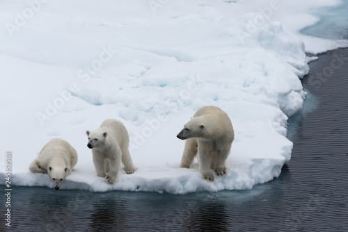 Polar bear (Ursus maritimus) mother and twin cubs on the pack ice, north of Svalbard Arctic Norway