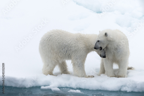 Polar bear (Ursus maritimus) mother and cub on the pack ice, north of Svalbard Arctic Norway