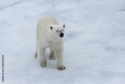 Polar bear (Ursus maritimus) cub on the pack ice, north of Svalbard Arctic Norway