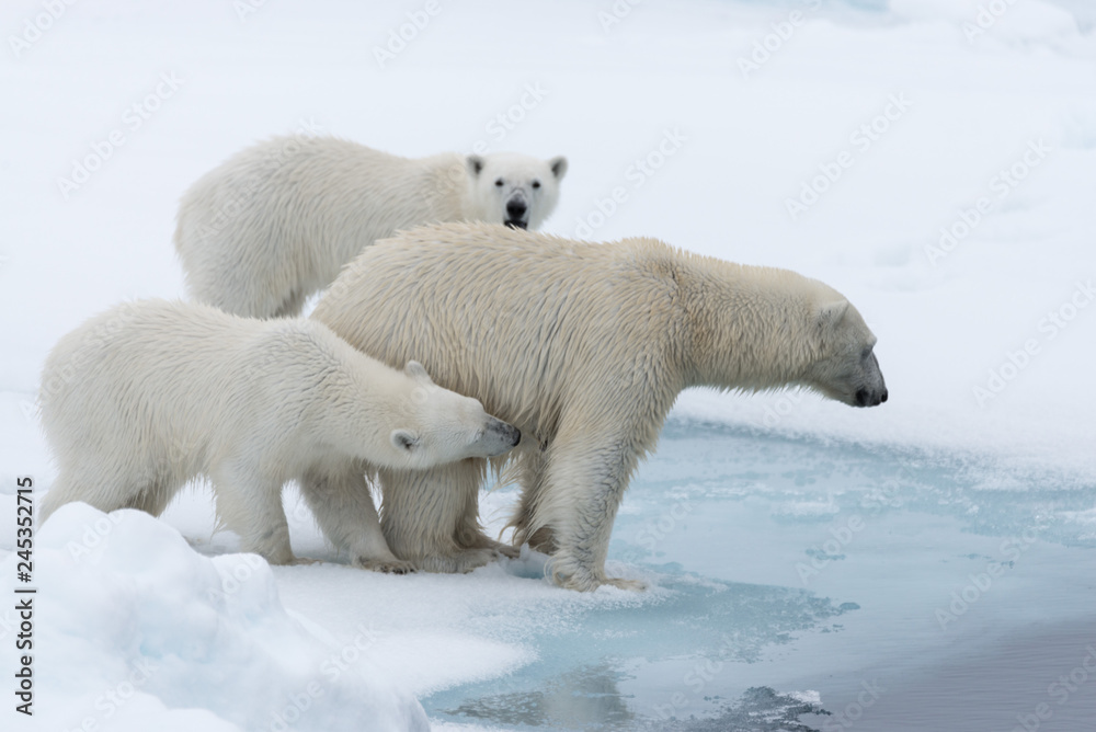 Wild polar bear (Ursus maritimus) mother and twin cubs on the pack ice, north of Svalbard Arctic Norway Wild polar bear (Ursus maritimus) mother and twin cubs on the pack ice, north of Svalbard Arctic Norway