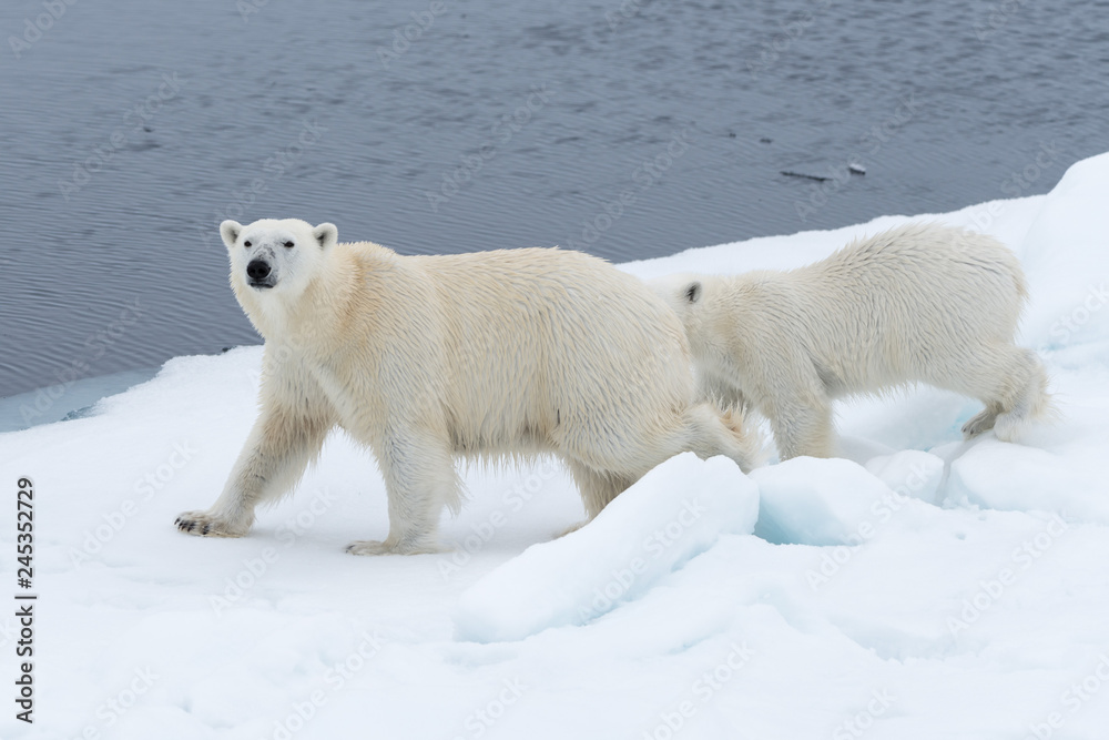 Wild polar bear (Ursus maritimus) mother and cub on the pack ice, north of Svalbard Arctic Norway Wild polar bear (Ursus maritimus) mother and cub on the pack ice, north of Svalbard Arctic Norway