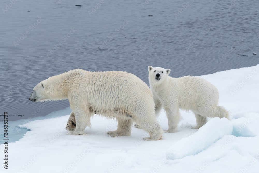 Wild polar bear (Ursus maritimus) mother and cub on the pack ice, north of Svalbard Arctic Norway Wild polar bear (Ursus maritimus) mother and cub on the pack ice, north of Svalbard Arctic Norway